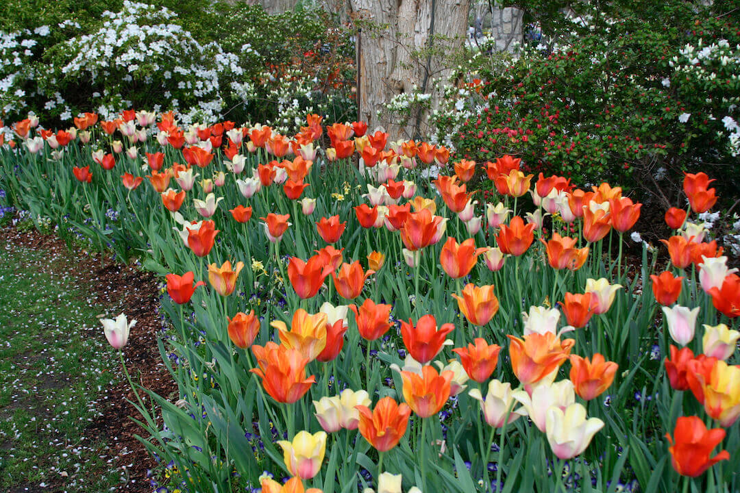 The best tulips for North Texas