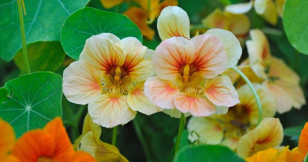 cream and pink nasturtium blossom growing in a north texas garden