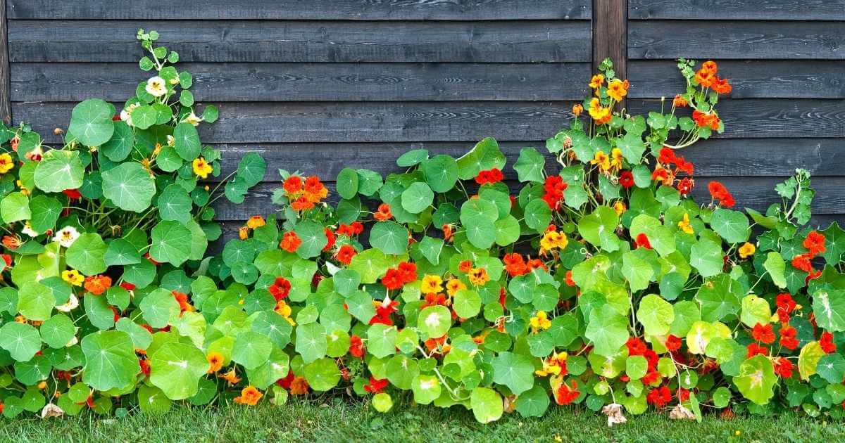growing nasturtiums in north texas when to plant