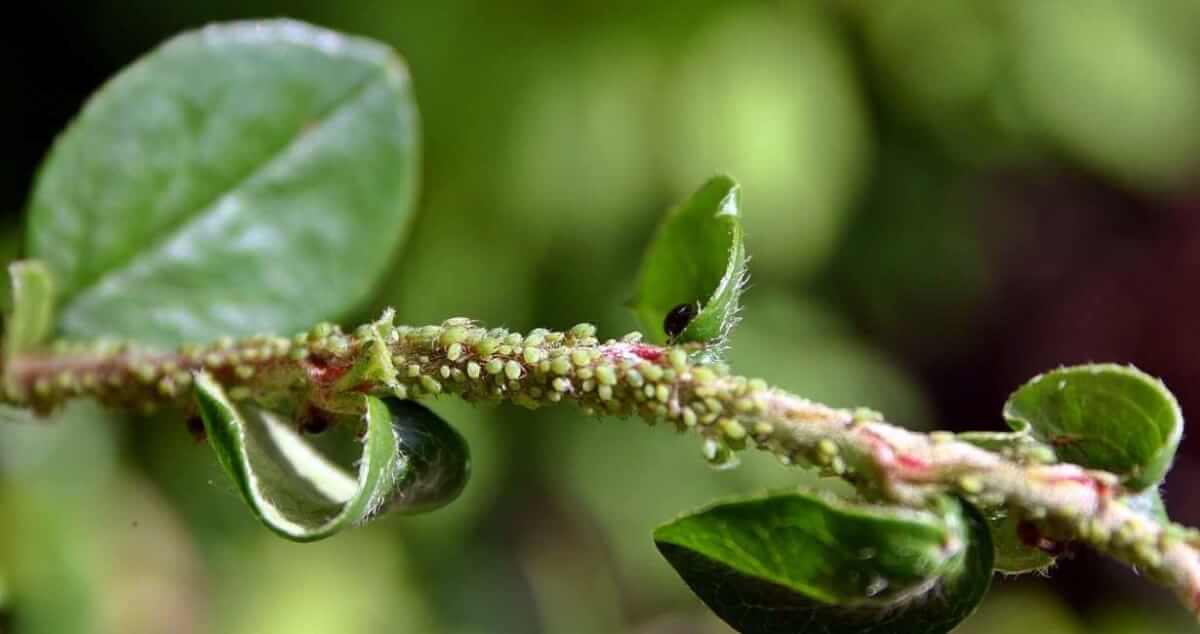 aphid infestation control