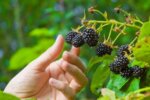 picking blackberries in north texas garden