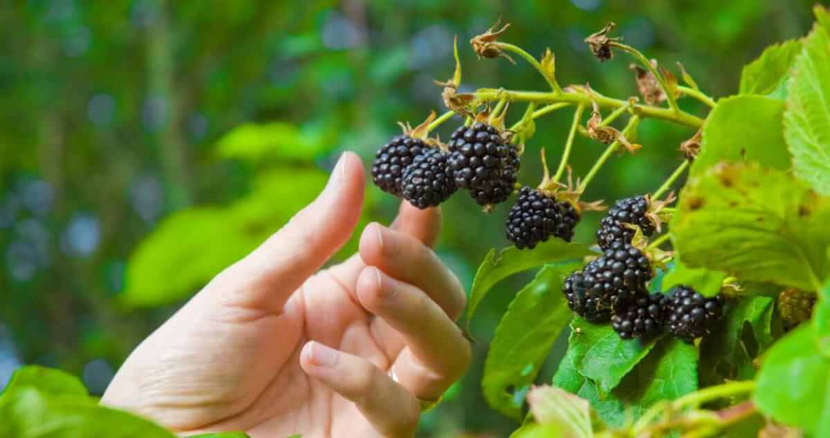 picking blackberries in north texas garden