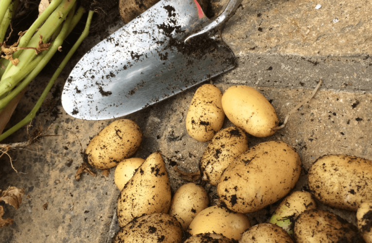 harvesting potatoes from a north texas garden