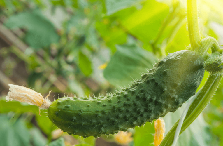 A cucumber growing in a North Texas garden.