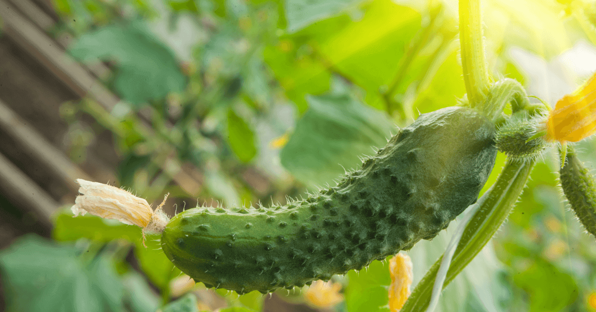 A cucumber growing in a North Texas garden.
