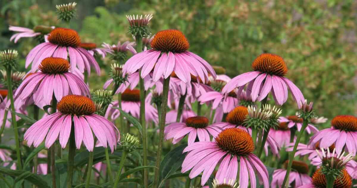 purple coneflowers native to texas dallas fort worth plant sales