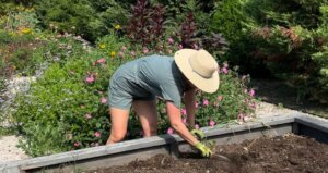 callie works-leary pulling weeds in her north texas garden