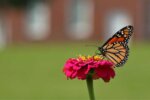 monarch butterfly in a garden in dallas