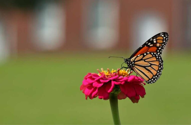 monarch butterfly in a garden in dallas