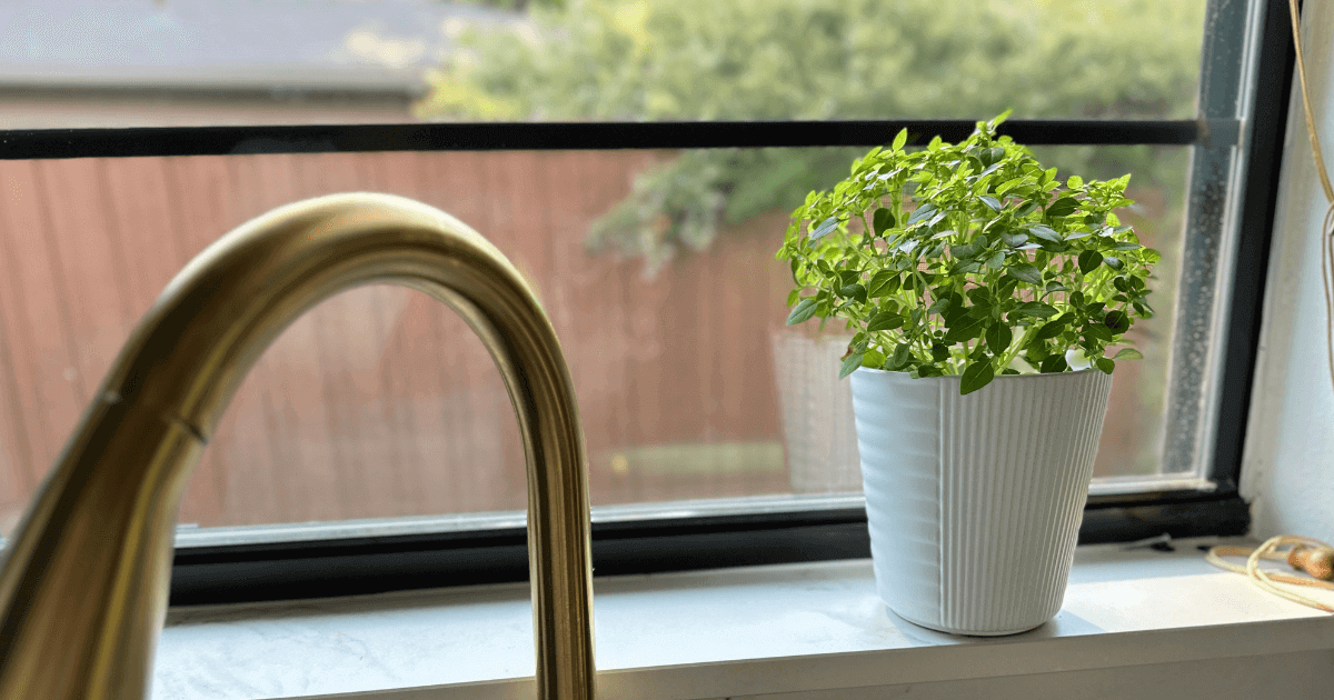 Bonsai Basil growing in a pot on a kitchen windowsill in Dallas, North Texas.