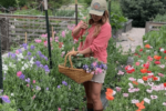 harvesting poppies and sweet pea in North Texas garden