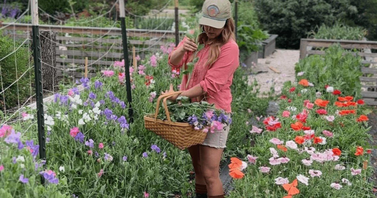 harvesting poppies and sweet pea in North Texas garden