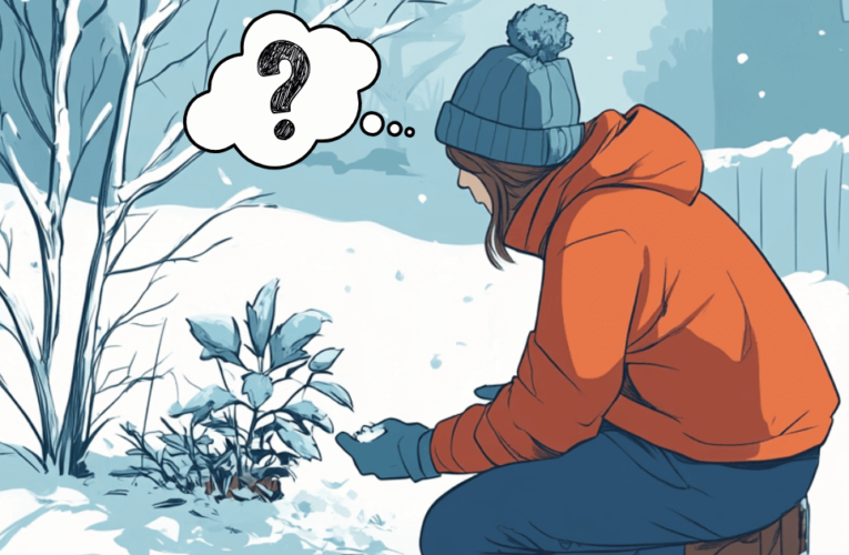 Gardener assessing a plant in her garden after a hard freeze and wondering what to do about it.