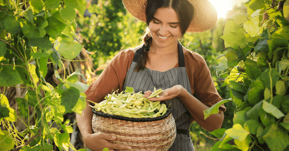 a woman harvesting bush beans in her north texas garden