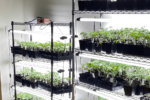 A North Texas gardener's indoor seed-starting station with tomato seedlings growing under lights.