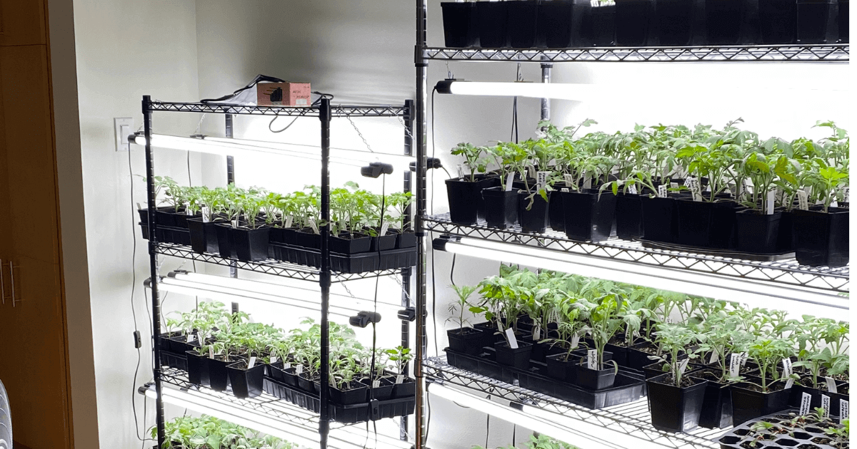 A North Texas gardener's indoor seed-starting station with tomato seedlings growing under lights.